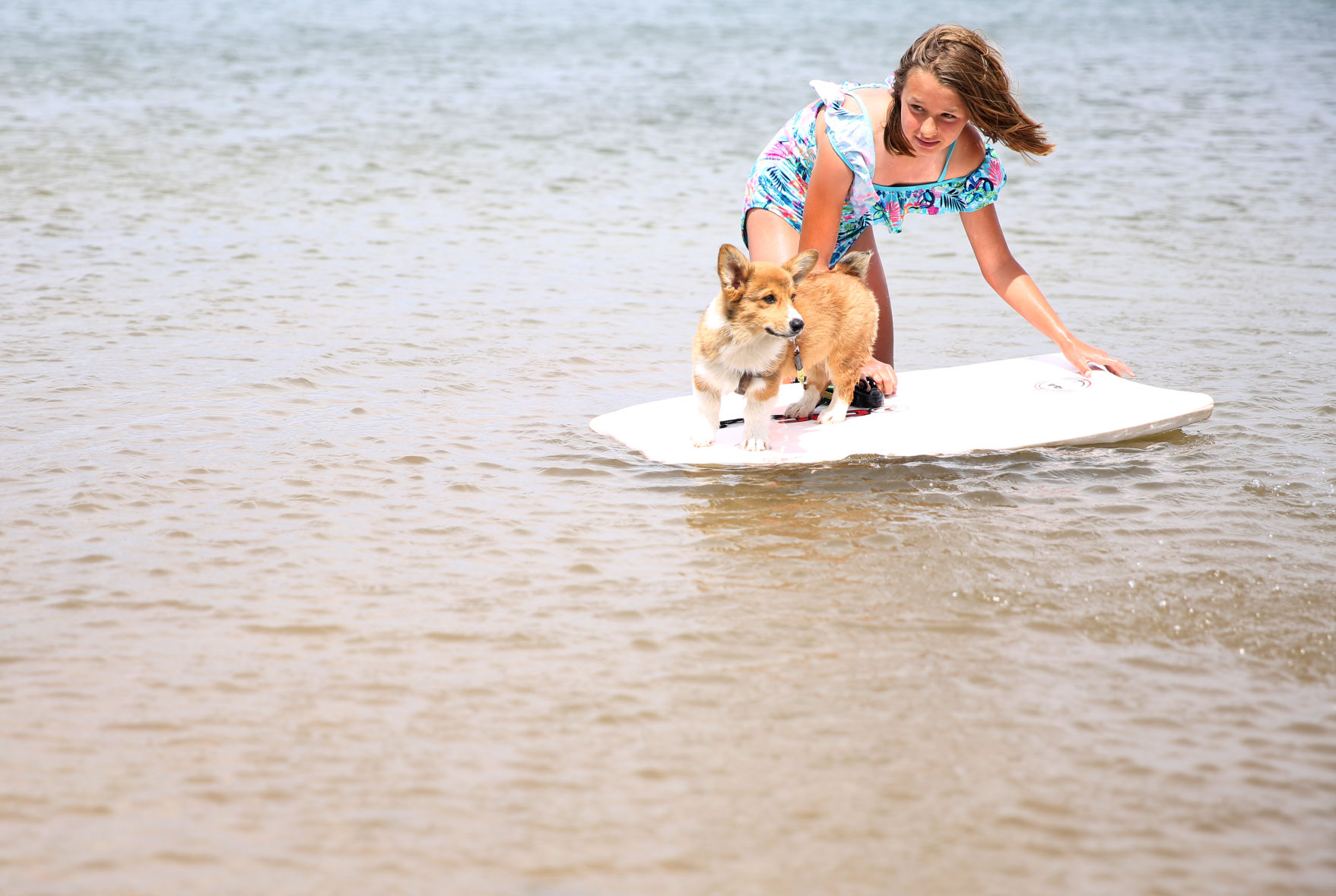 Abbigail Sloyer, 10, balances the board that their Corgi puppy Walker stands on